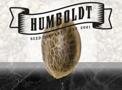 Humboldt – All Gas OG – 5 Samen, fem.