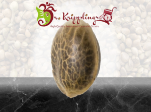 Dr. Krippling – Mango Bubble Cloud – 5 Samen, fem.